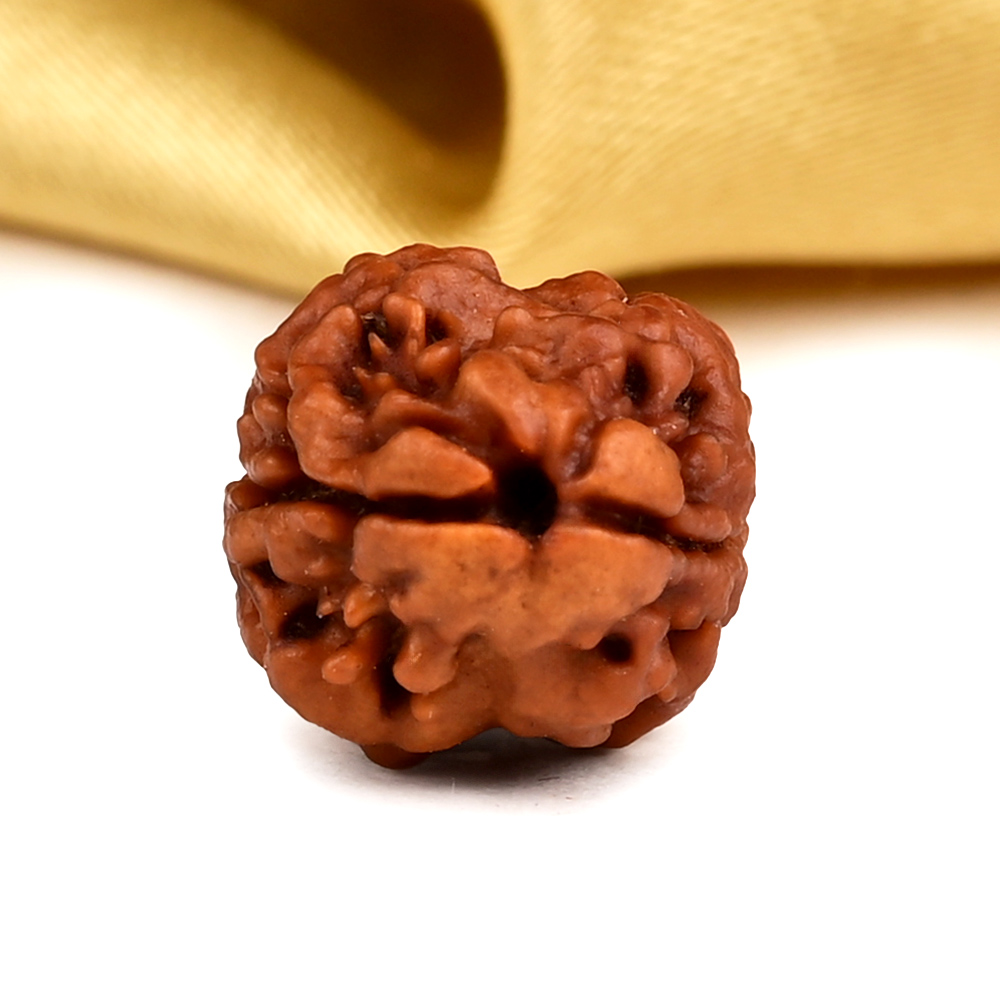 Rare 2 Mukhi Nepali Large - CXV