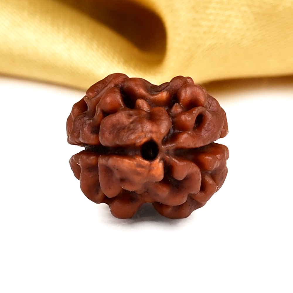 Rare 2 Mukhi Nepali Large - CXVI