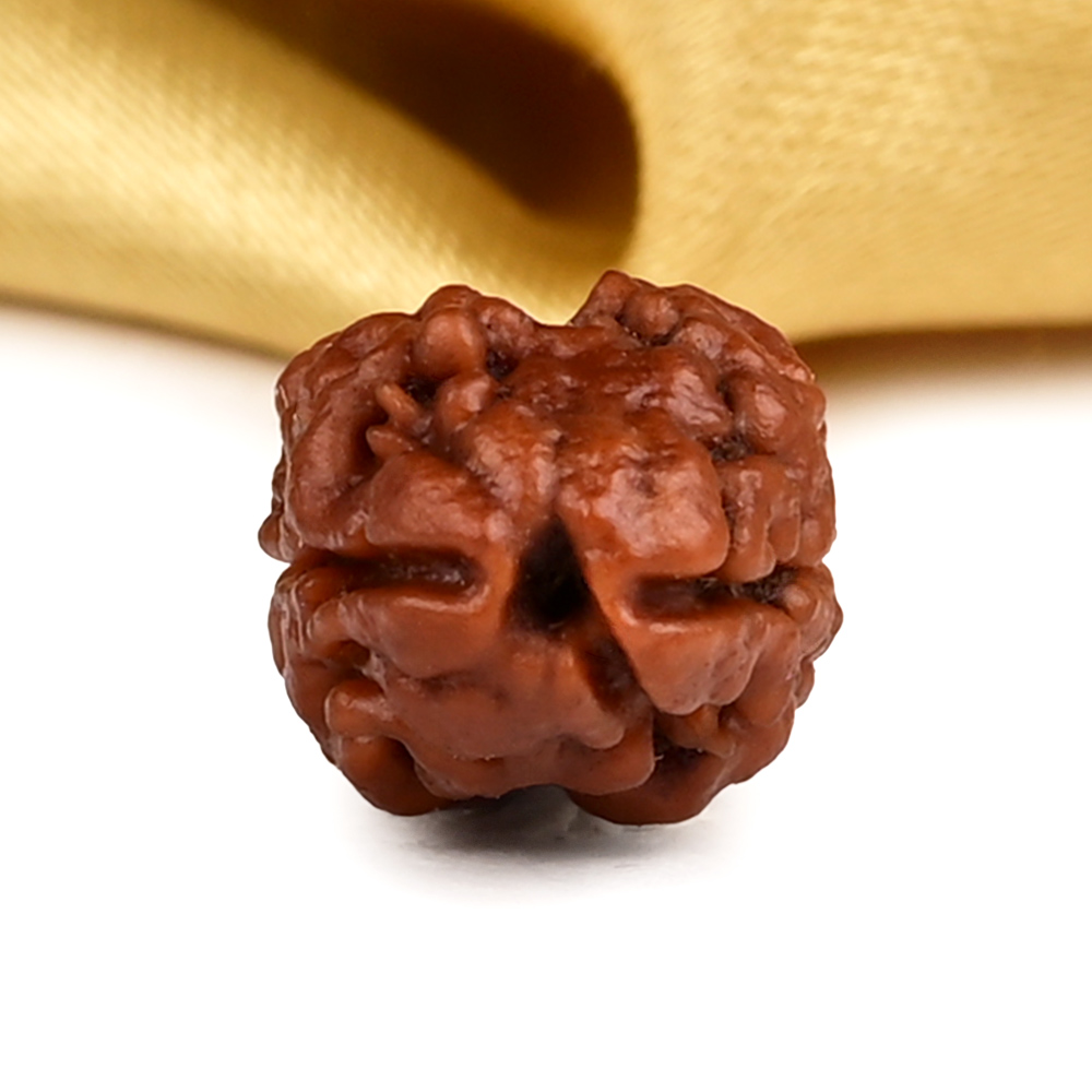 Rare 2 Mukhi Nepali Large - CXVII