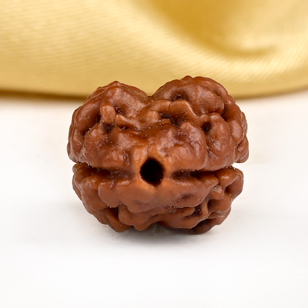 Rare 2 Mukhi Nepali Large - CXVIII