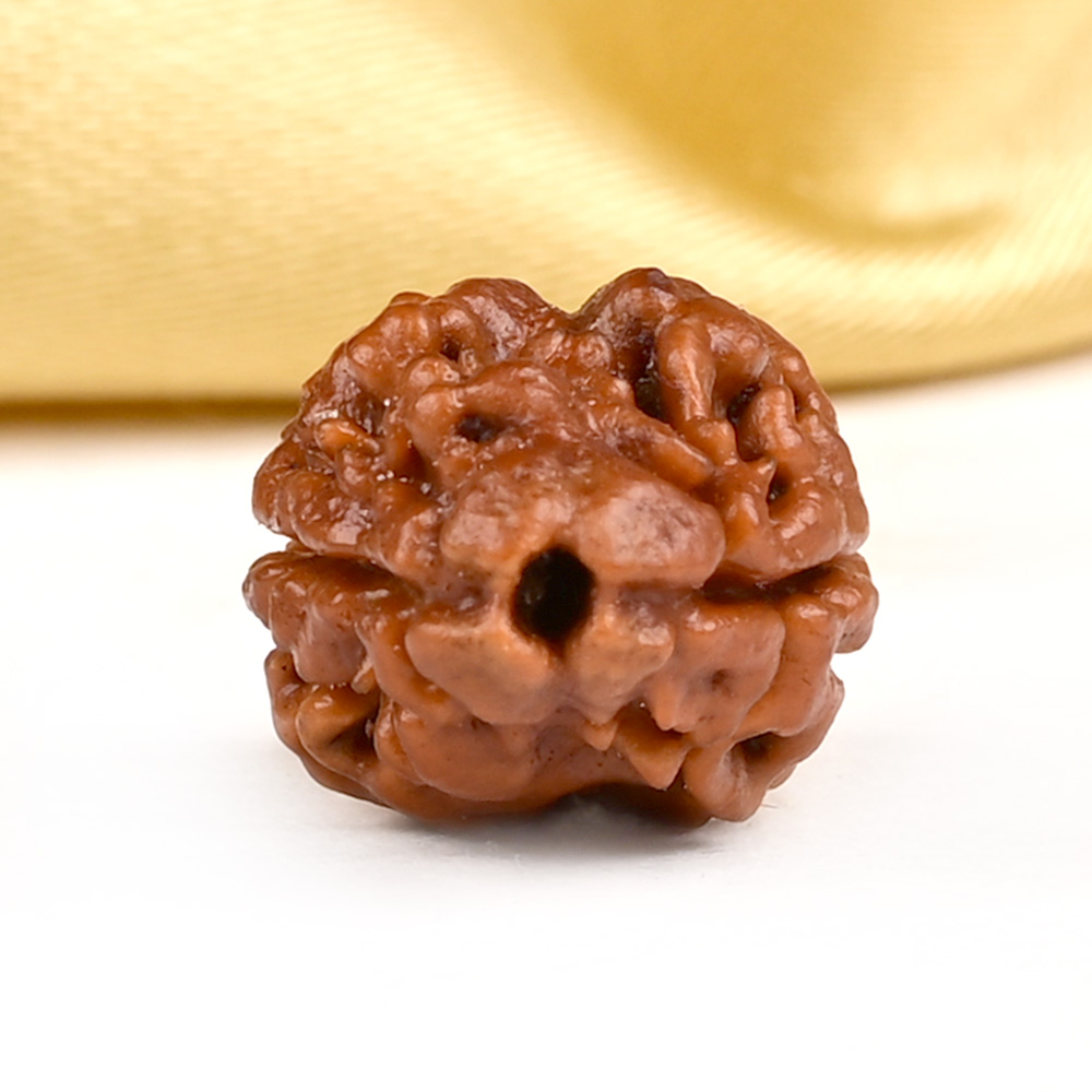 Rare 2 Mukhi Nepali Large - CXIX