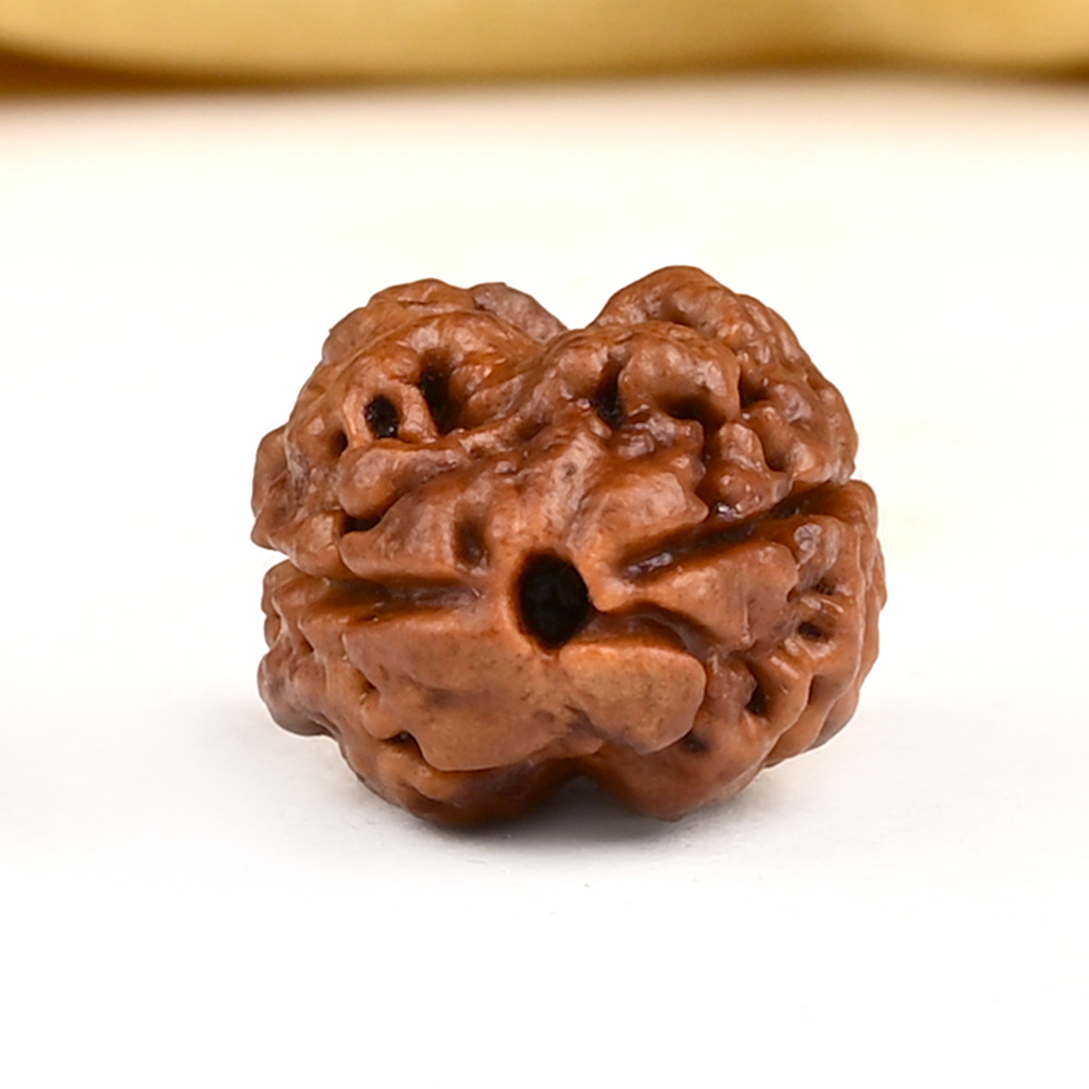 Rare 2 Mukhi Nepali Large - CXX