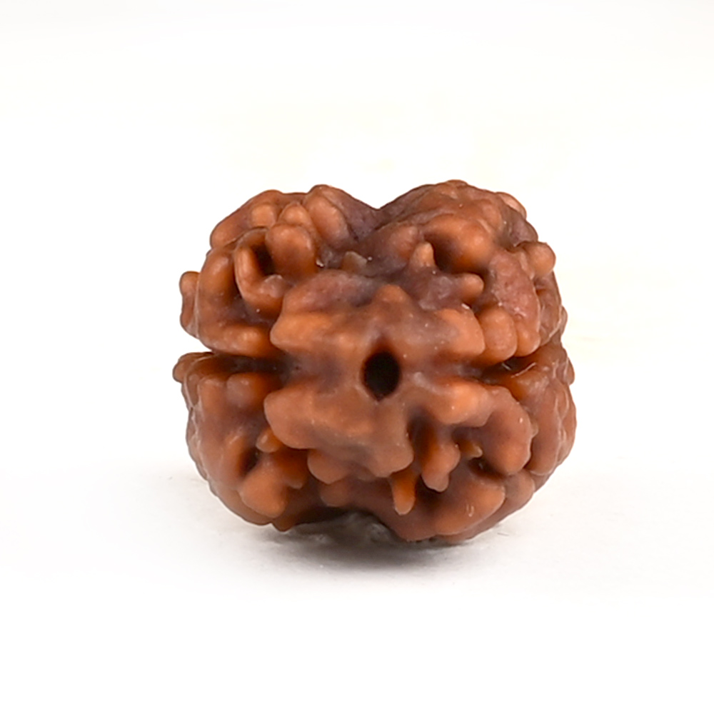 Rare 2 Mukhi Nepali Large - CXXI