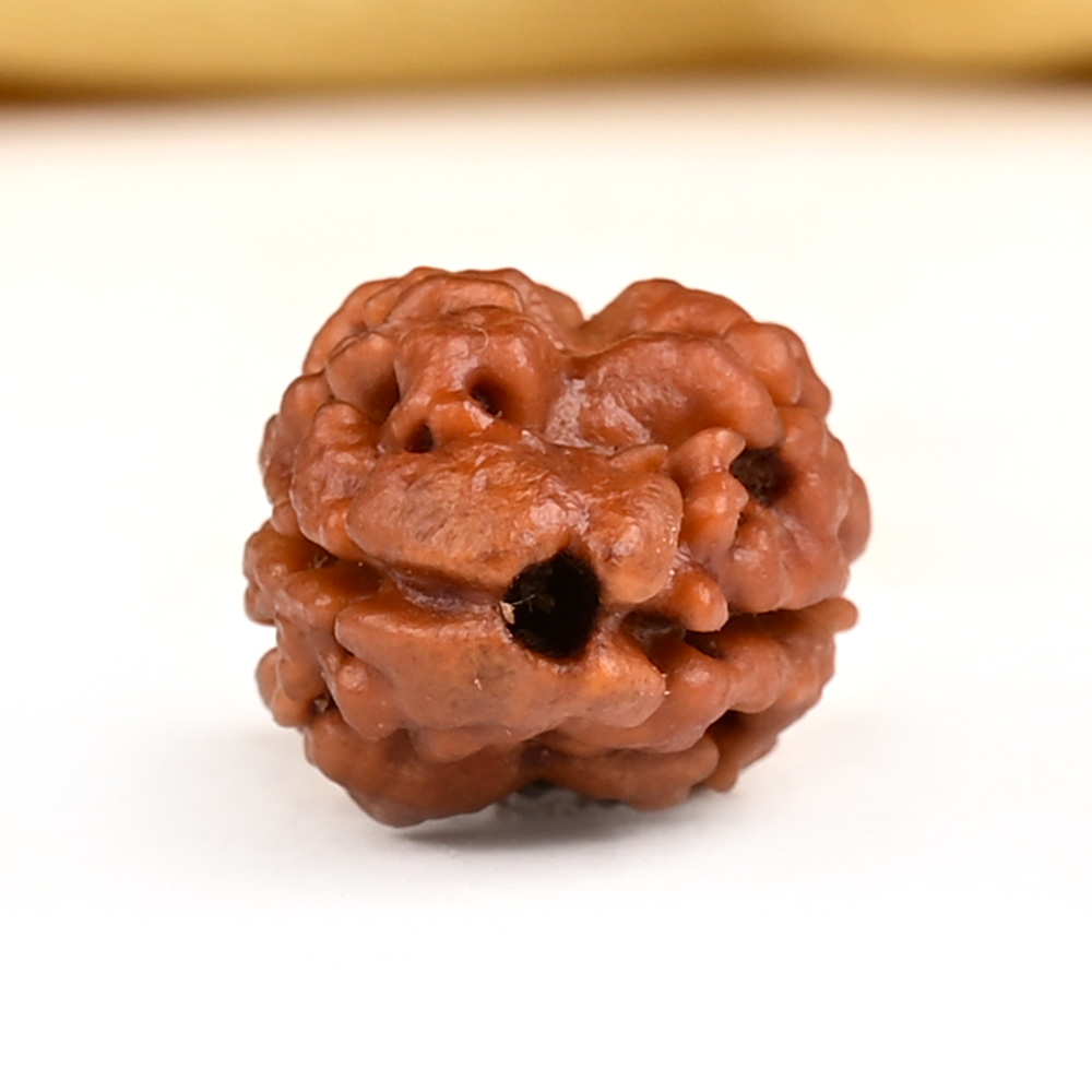 Rare 2 Mukhi Nepali Large - CXXII