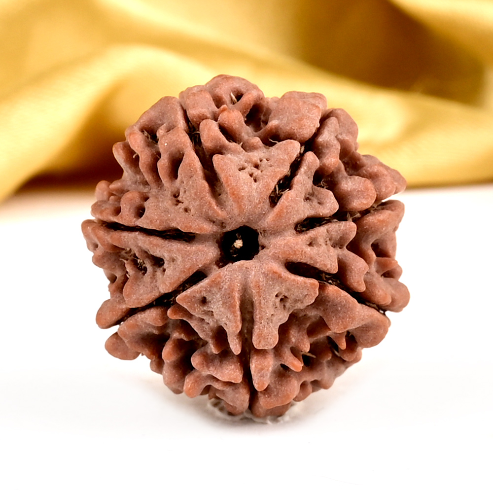 Collector 7 Mukhi from Nepal - DCLIII