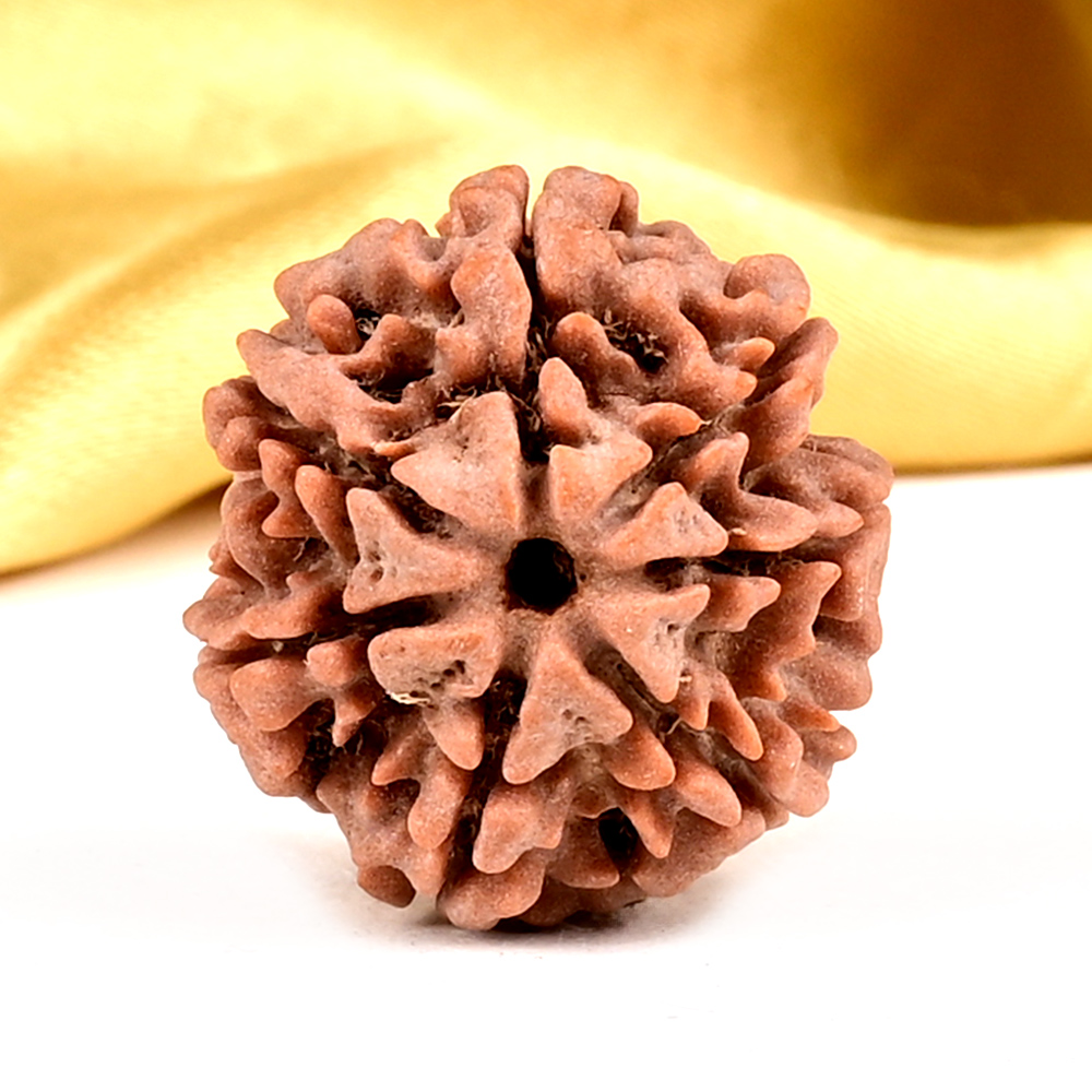 Collector 7 Mukhi from Nepal - DCLIV