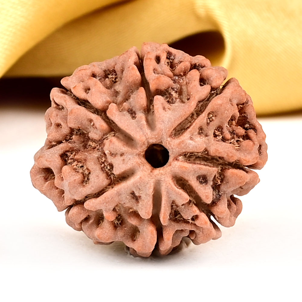 Buy Collector 7 Mukhi from Nepal - DCLV from Rudra Centre (Rudraksha Ratna) at reasonable prices.