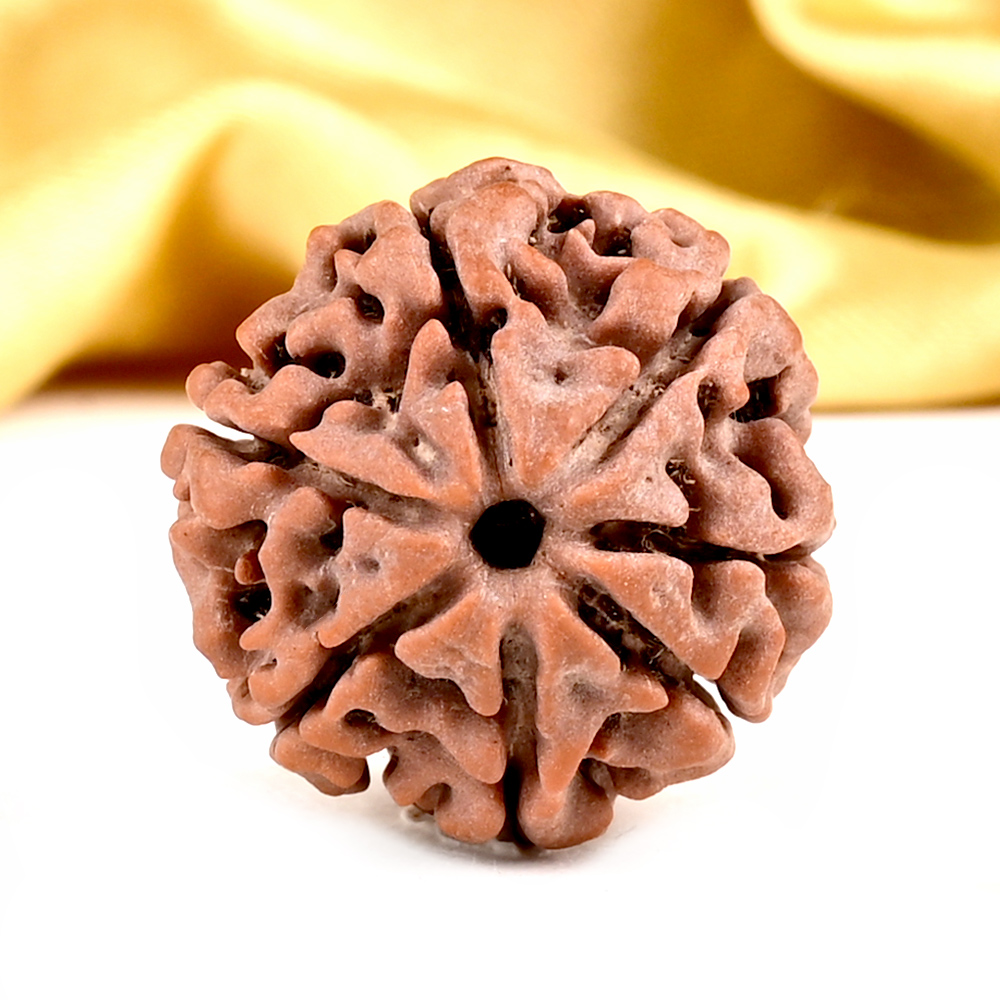 Collector 7 Mukhi from Nepal - DCLVI