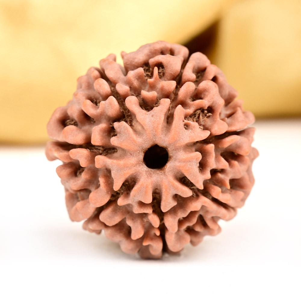 Buy Collector 7 Mukhi from Nepal - DCLVII from Rudra Centre (Rudraksha Ratna) at reasonable prices.