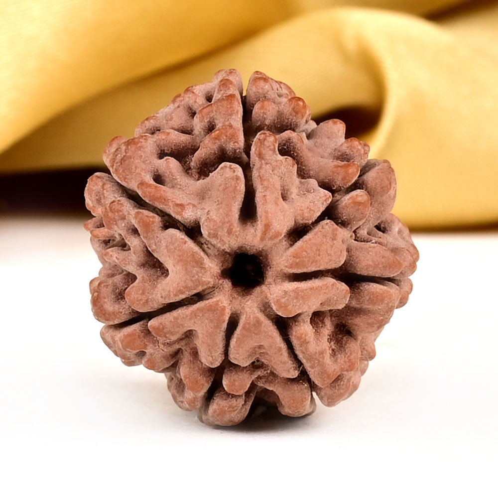 Buy Collector 7 Mukhi from Nepal - DCLVIII from Rudra Centre (Rudraksha Ratna) at reasonable prices.