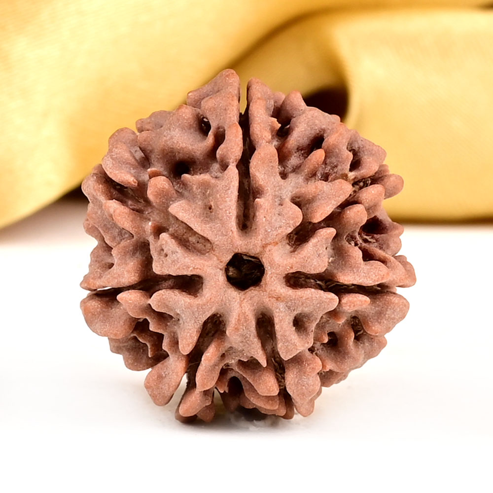 Buy Collector 7 Mukhi from Nepal - DCLIX from Rudra Centre (Rudraksha Ratna) at reasonable prices.