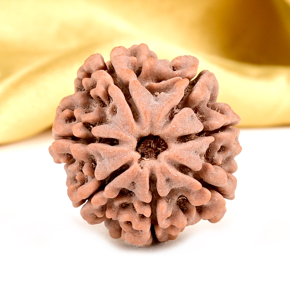 Collector 7 Mukhi from Nepal - DCLX