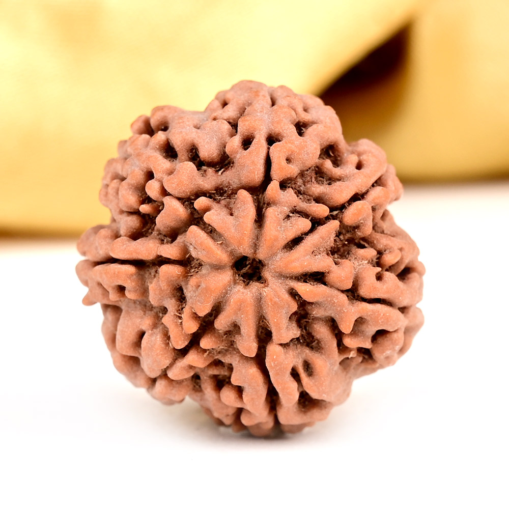 Collector 7 Mukhi from Nepal - DCLXI