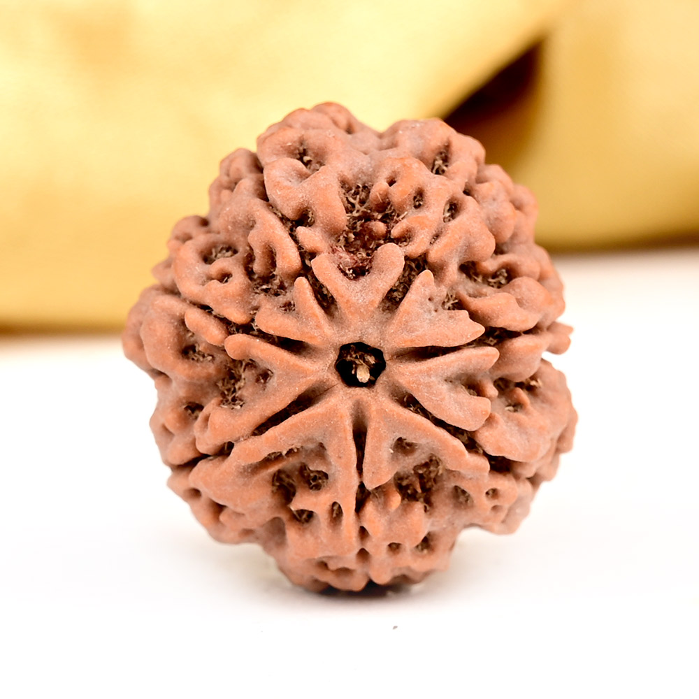Collector 7 Mukhi from Nepal - DCLXII