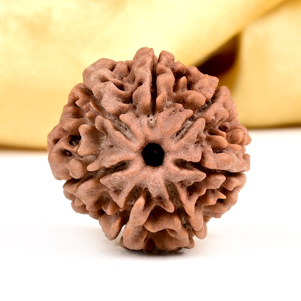 Collector 7 Mukhi from Nepal - DCLXIII