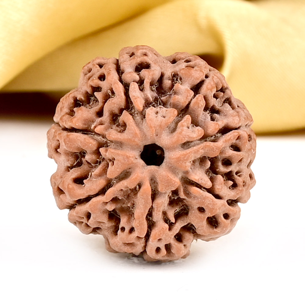 Collector 7 Mukhi from Nepal - DCLXIV