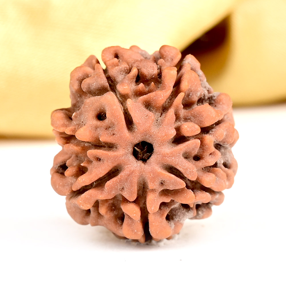 Collector 7 Mukhi from Nepal - DCLXVI