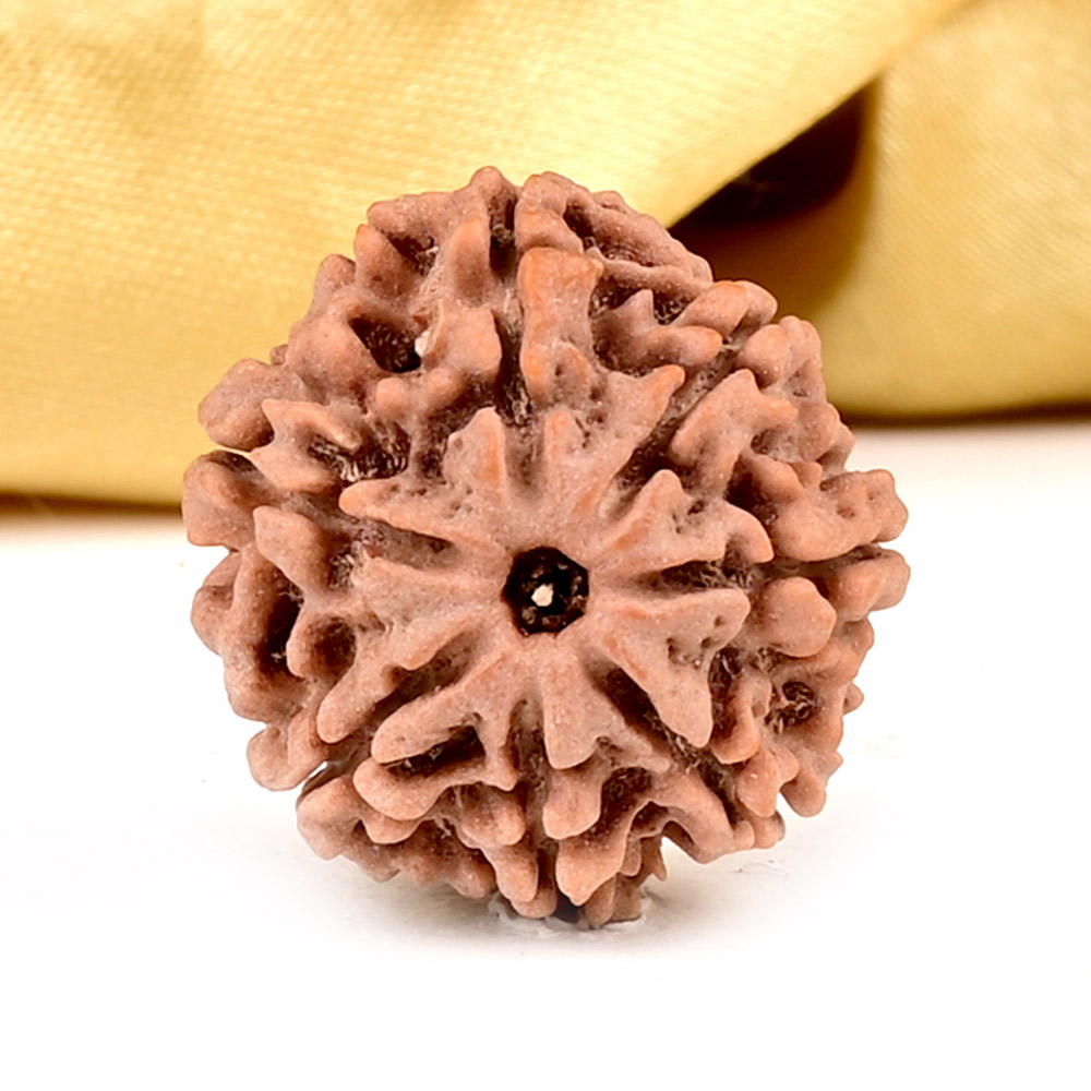 Collector 7 Mukhi from Nepal - DCLXVII