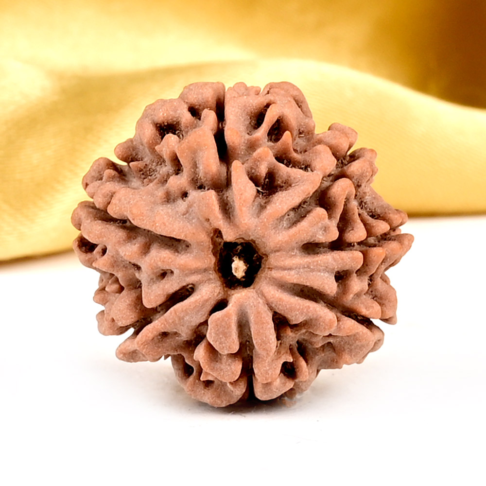 Collector 7 Mukhi from Nepal - DCLXVIII