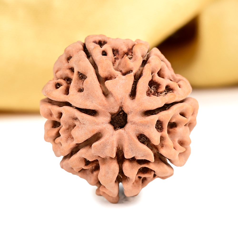 Buy Collector 7 Mukhi from Nepal - DCLXIX from Rudra Centre (Rudraksha Ratna) at reasonable prices.