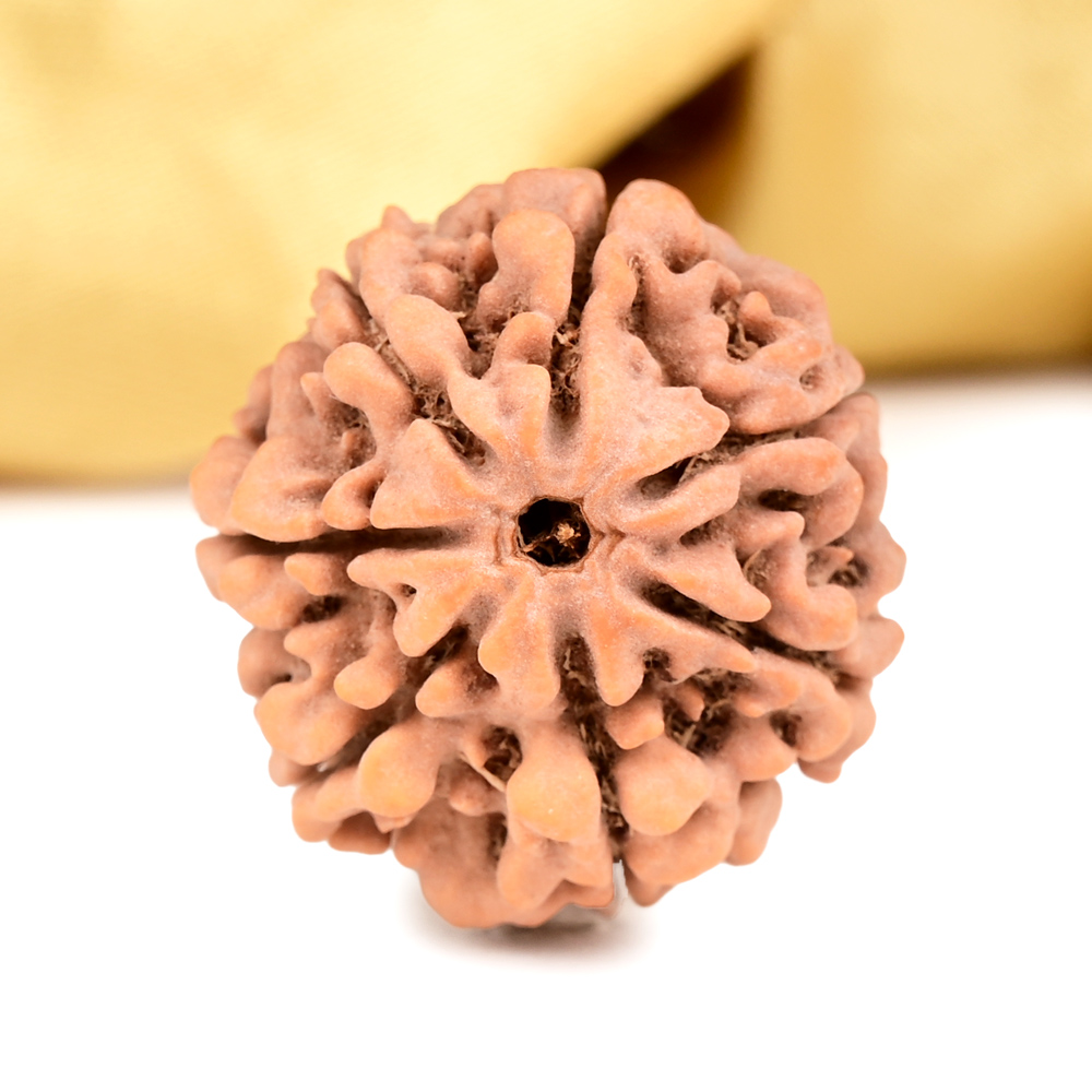 Buy Collector 7 Mukhi from Nepal - DCLXX from Rudra Centre (Rudraksha Ratna) at reasonable prices.