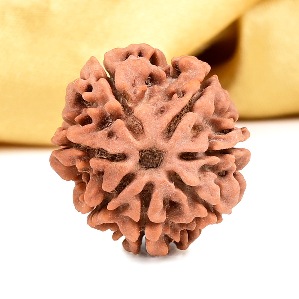 Buy Collector 7 Mukhi from Nepal - DCLXXI from Rudra Centre (Rudraksha Ratna) at reasonable prices.