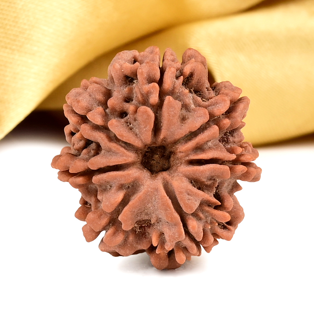 Buy Collector 7 Mukhi from Nepal - DCLXXII from Rudra Centre (Rudraksha Ratna) at reasonable prices.