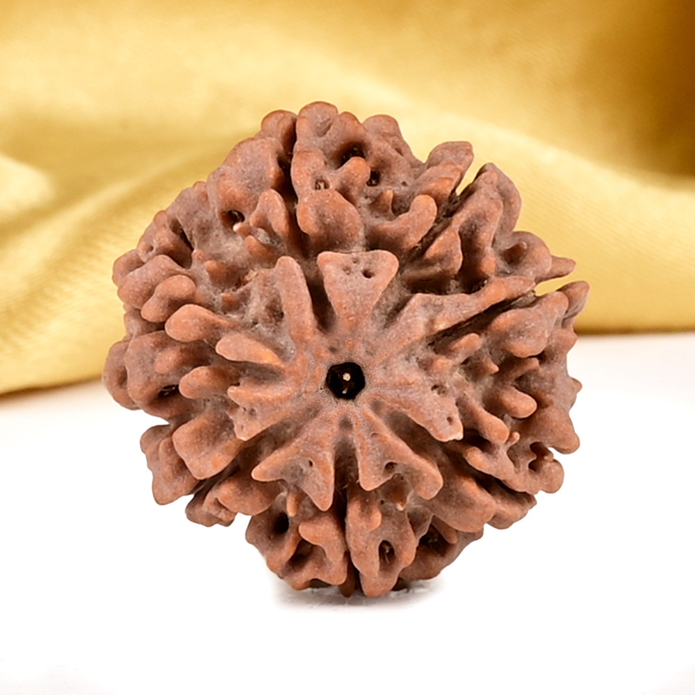 Buy Collector 7 Mukhi from Nepal - DCLXXIII from Rudra Centre (Rudraksha Ratna) at reasonable prices.