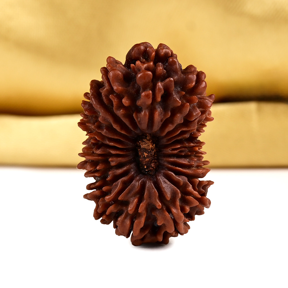 Collector 21 Mukhi from Nepal - V