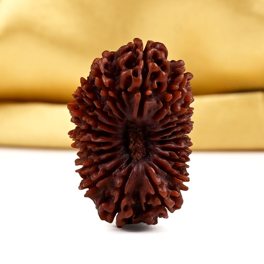 20 Mukhi Super Collector from Nepal - CVII