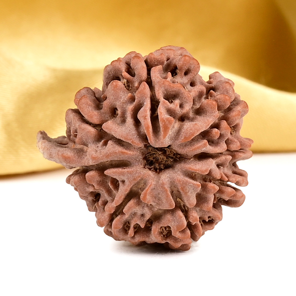 Buy Ganesh Rudraksha 8 Mukhi from Nepal - II from Rudra Centre (Rudraksha Ratna) at reasonable prices.