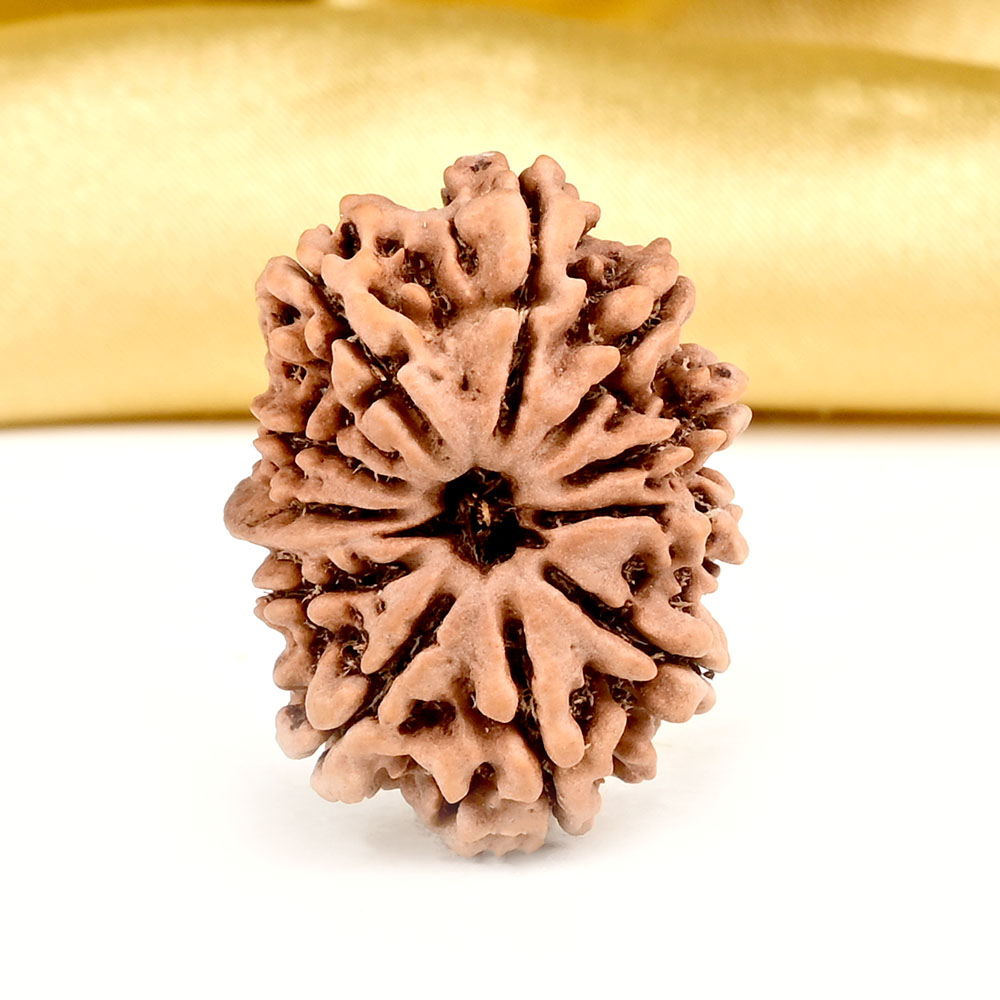 Ganesh Rudraksha 11 Mukhi from Nepal Small - I