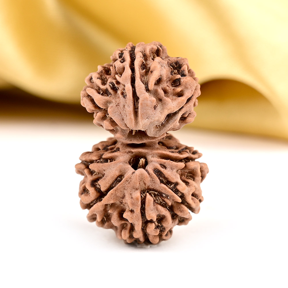 Super Collector Gauri Shankar 8 Mukhi From Nepal - X