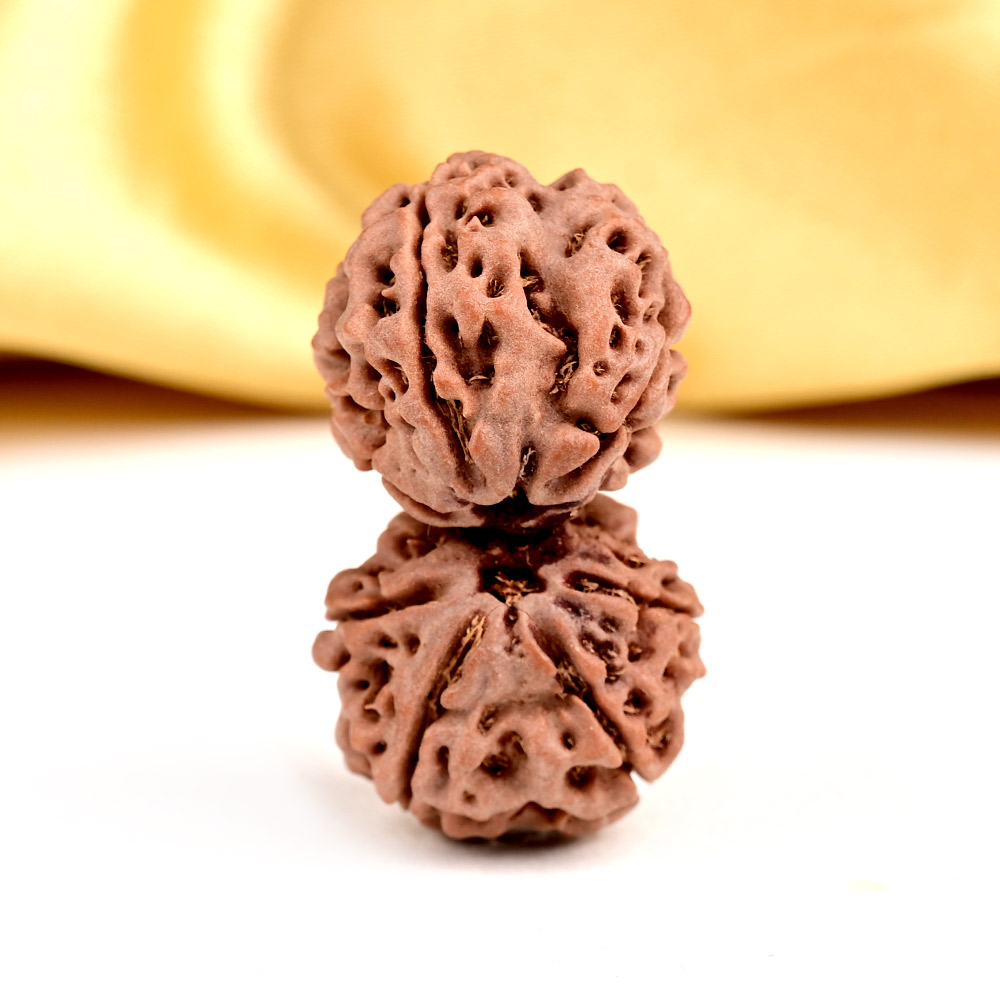Buy Super Collector Gauri Shankar 8 Mukhi From Nepal - XI from Rudra Centre (Rudraksha Ratna) at reasonable prices.