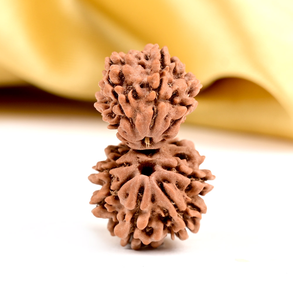 Buy Gauri Shankar 9 Mukhi from Nepal Small - V from Rudra Centre (Rudraksha Ratna) at reasonable prices.