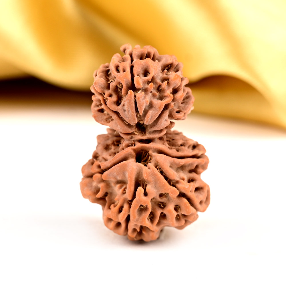 Gauri Shankar 9 Mukhi from Nepal - XLIV