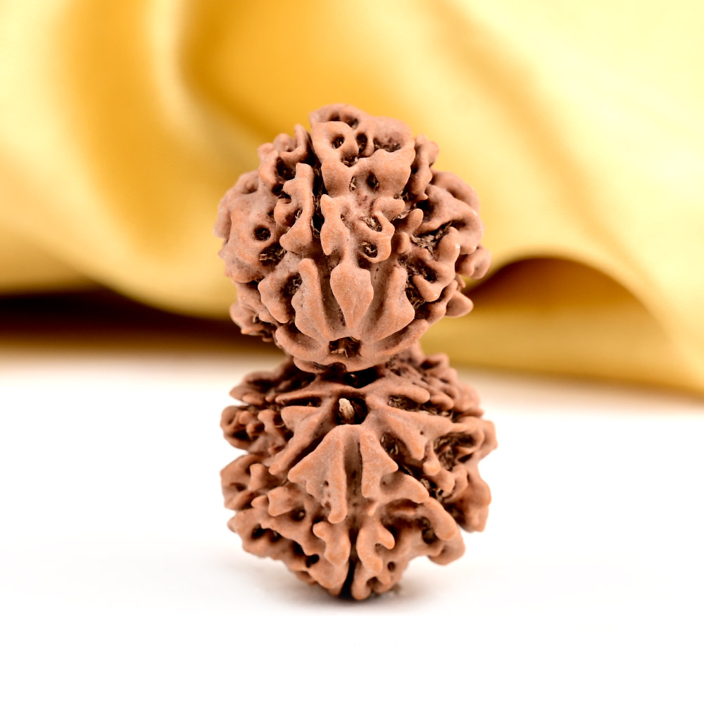 Gauri Shankar 9 Mukhi from Nepal - XLV