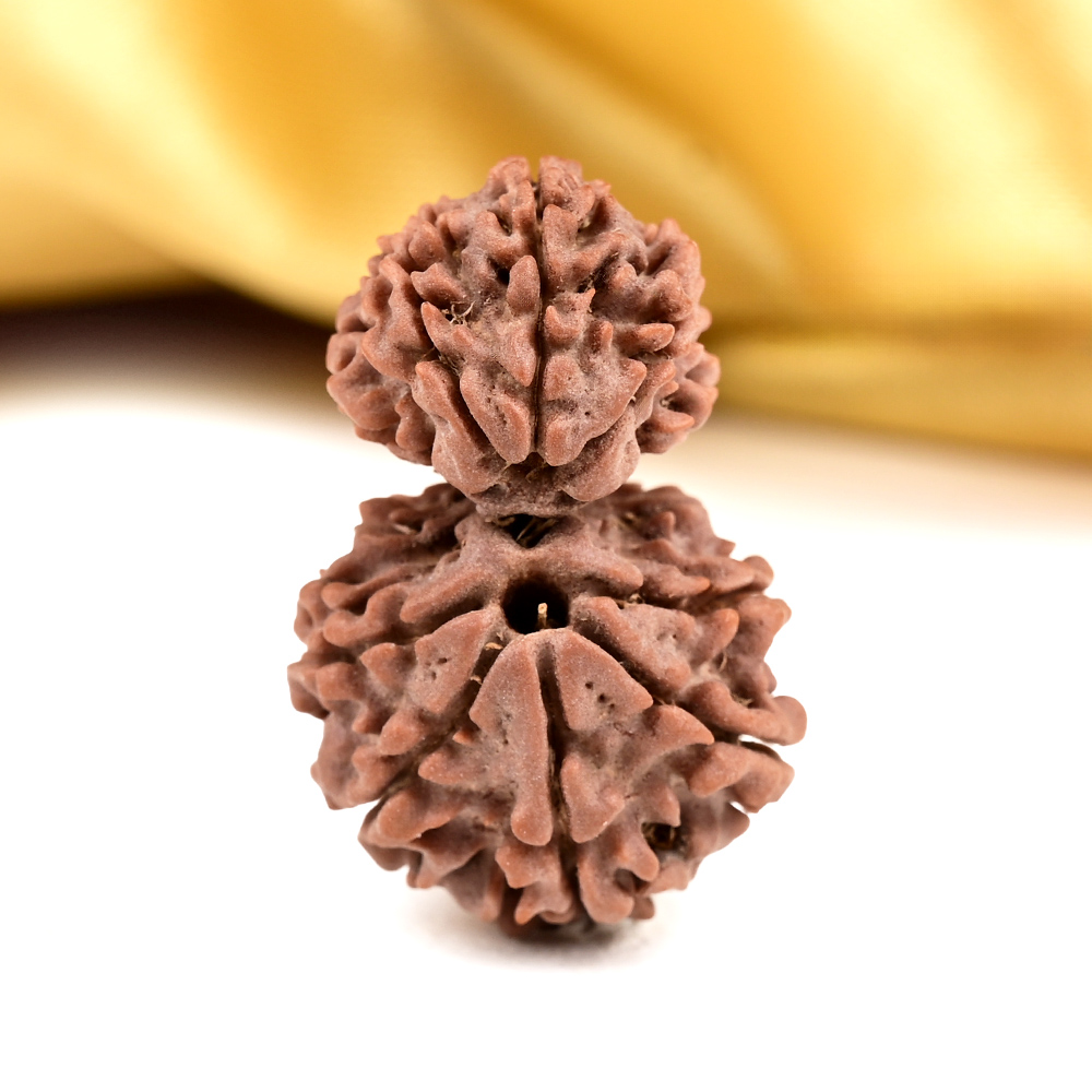 Gauri Shankar 10 Mukhi from Nepal Small - II