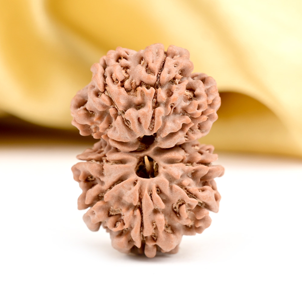 Buy Gauri Shankar 10 Mukhi from Nepal Small - III from Rudra Centre (Rudraksha Ratna) at reasonable prices.