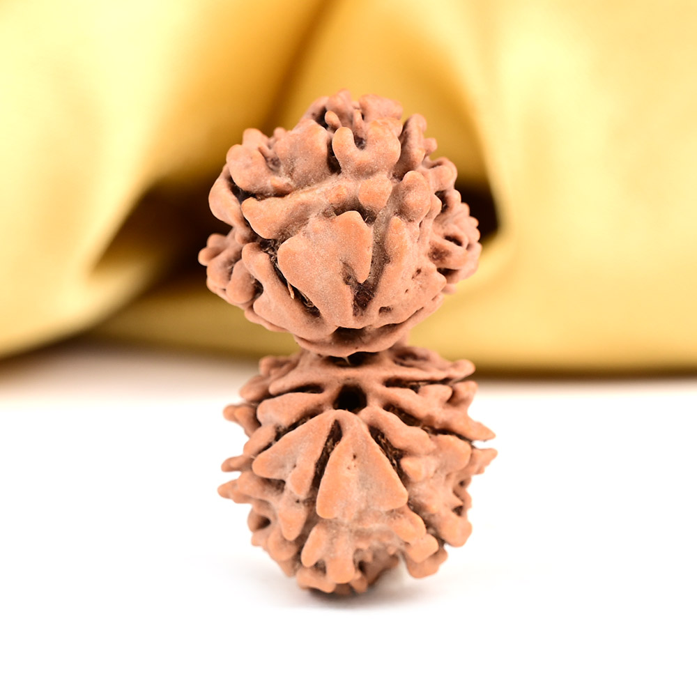 Buy Gauri Shankar 10 Mukhi from Nepal - LIII from Rudra Centre (Rudraksha Ratna) at reasonable prices.