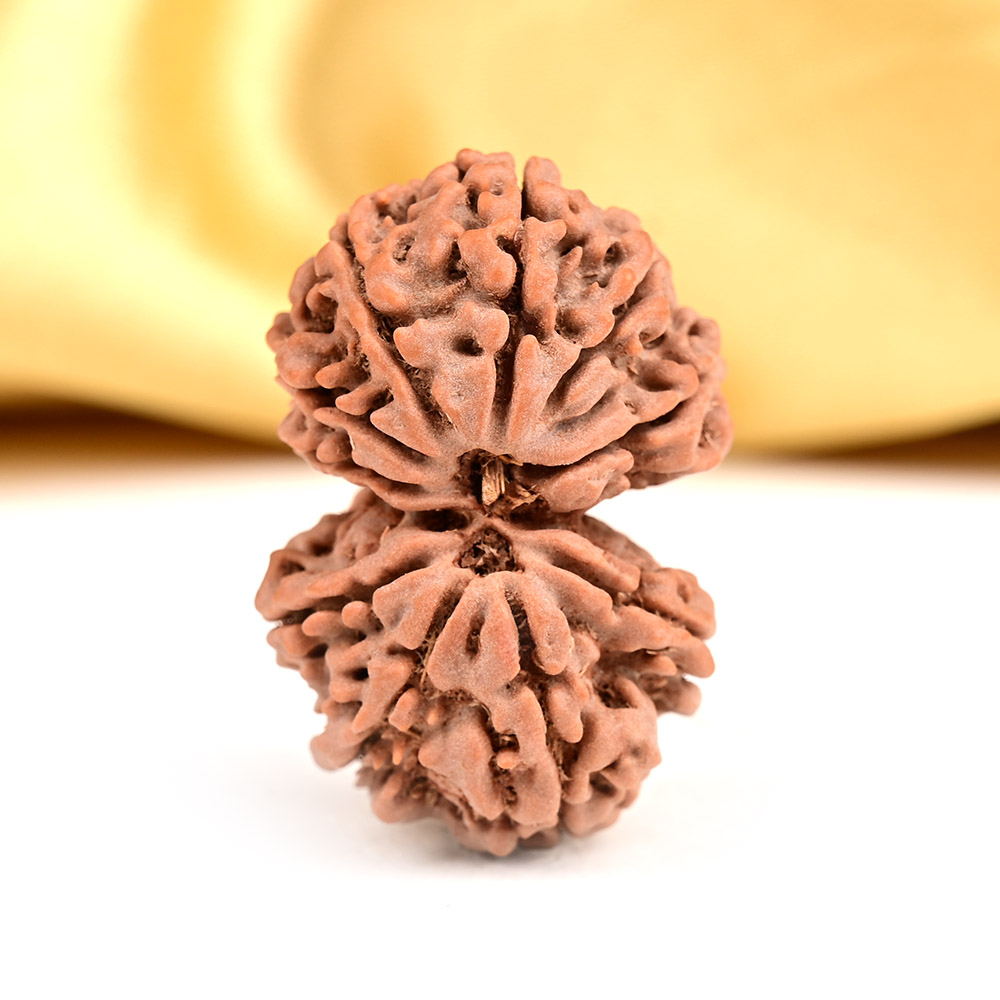 Buy Gauri Shankar 10 Mukhi from Nepal - LIV from Rudra Centre (Rudraksha Ratna) at reasonable prices.