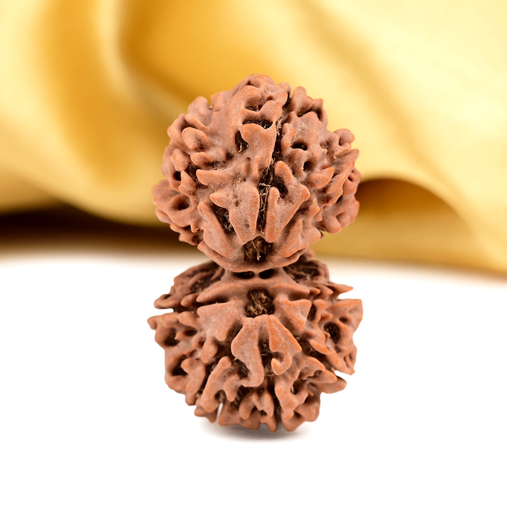 Gauri Shankar 10 Mukhi from Nepal - LV