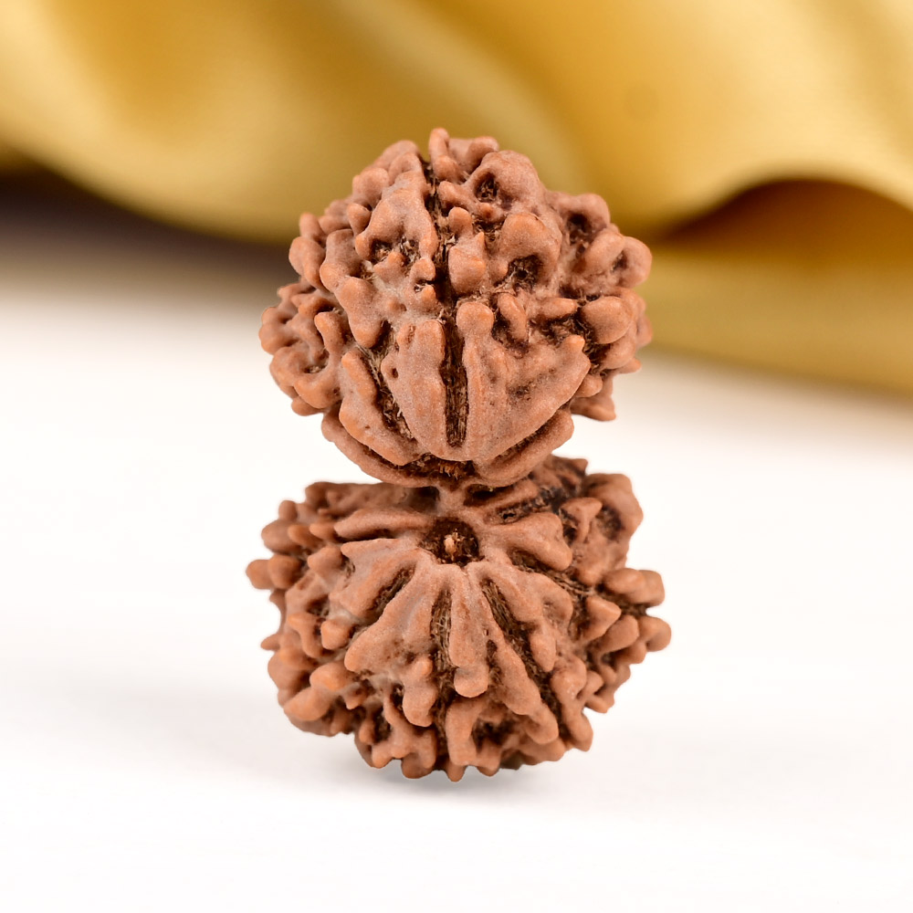 Buy Gauri Shankar 11 Mukhi from Nepal Small - II from Rudra Centre (Rudraksha Ratna) at reasonable prices.