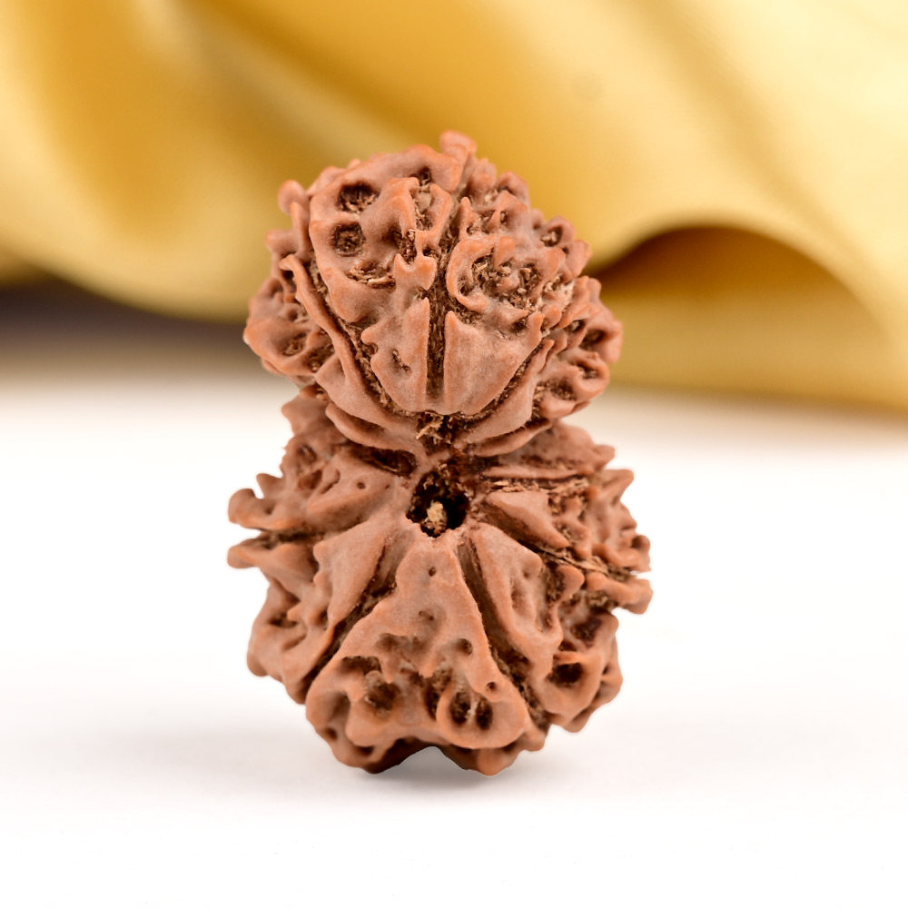 Buy Gauri Shankar 11 Mukhi from Nepal Small - III from Rudra Centre (Rudraksha Ratna) at reasonable prices.