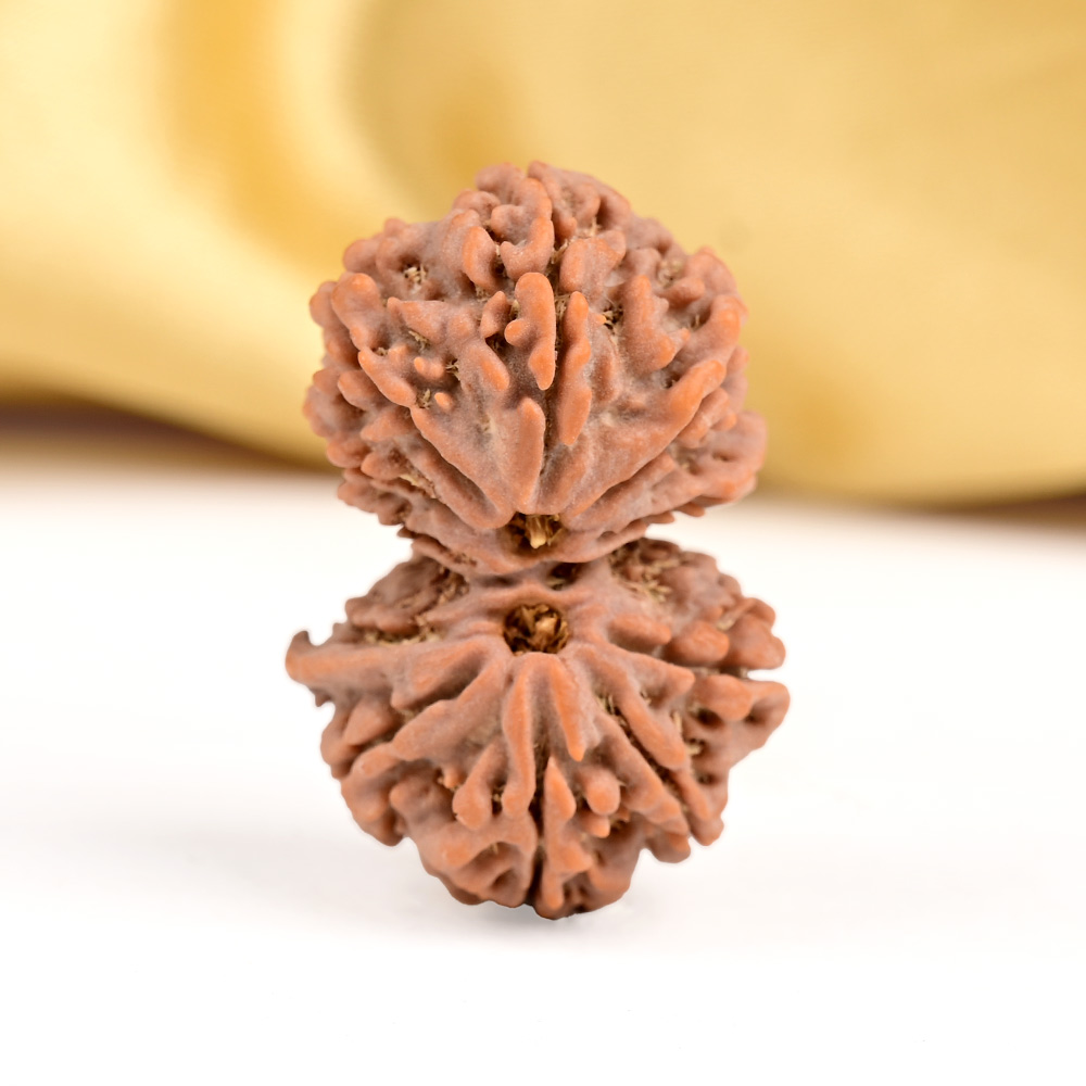 Buy Gauri Shankar 11 Mukhi from Nepal Small - IV from Rudra Centre (Rudraksha Ratna) at reasonable prices.