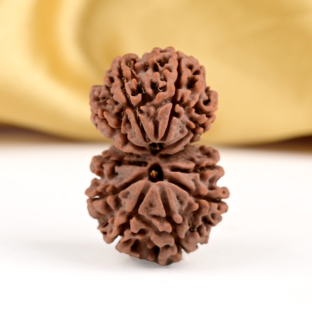Buy Gauri Shankar 11 Mukhi from Nepal - LXIV from Rudra Centre (Rudraksha Ratna) at reasonable prices.