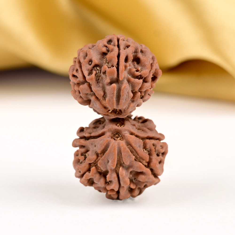 Gauri Shankar 11 Mukhi from Nepal - LXV