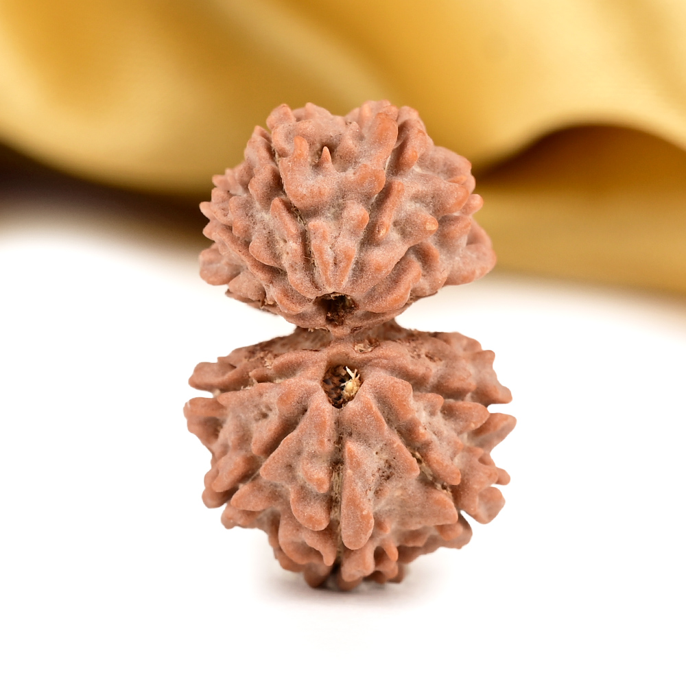 Gauri Shankar 12 Mukhi from Nepal Small - II