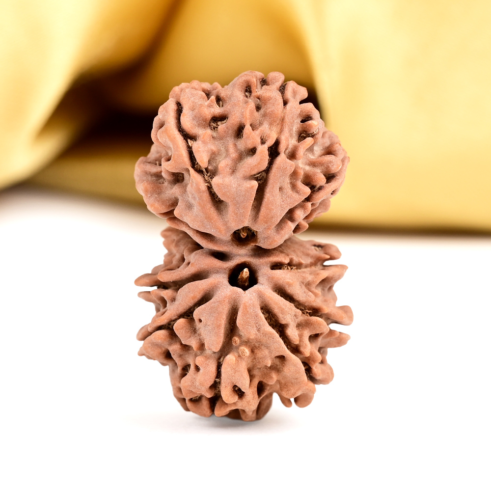 Gauri Shankar 12 Mukhi from Nepal - XXII