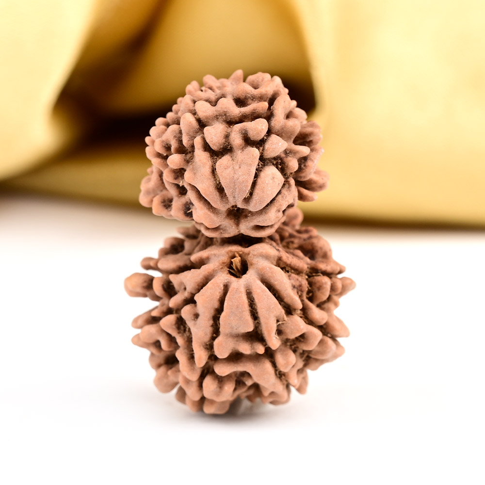 Gauri Shankar 12 Mukhi from Nepal - XXIII